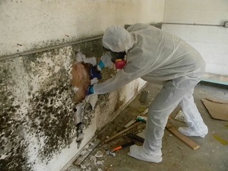 Mold Inspection