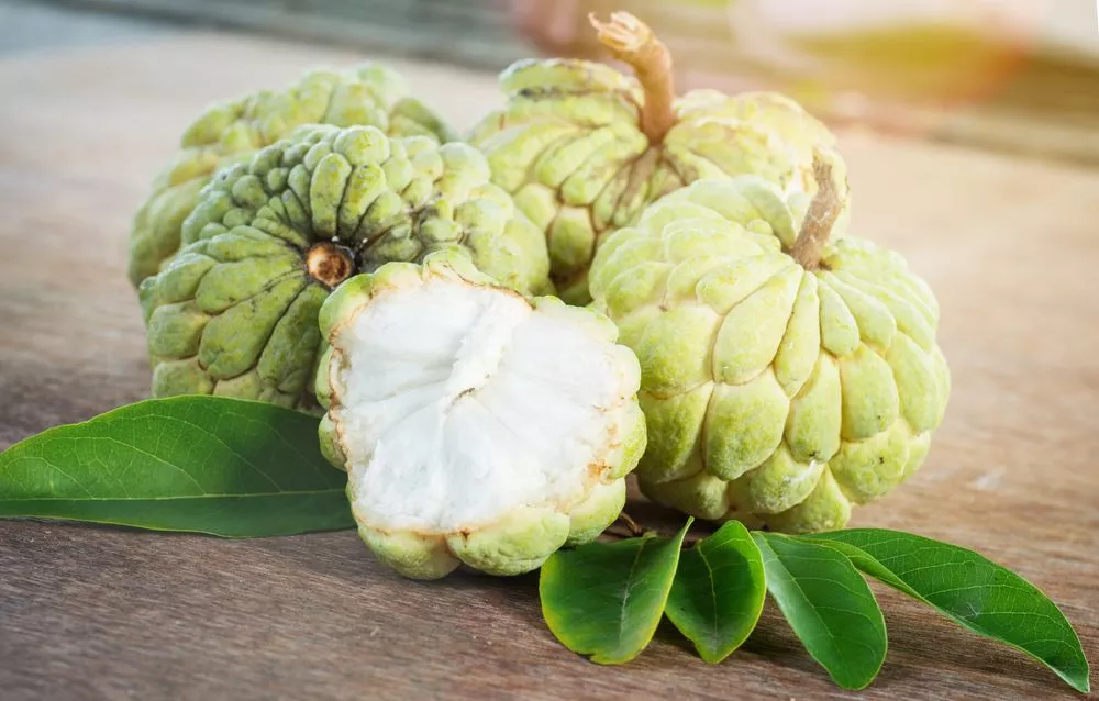 Cherimoya