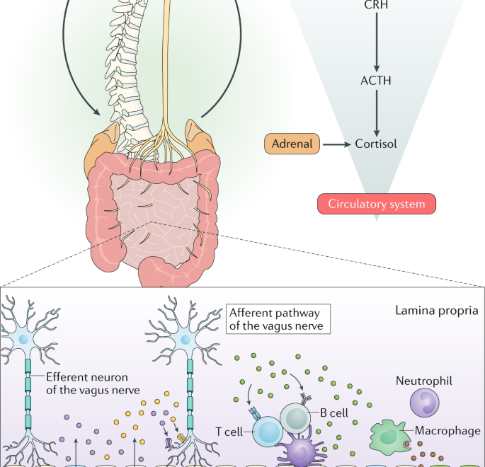 The Gut-Brain Connection