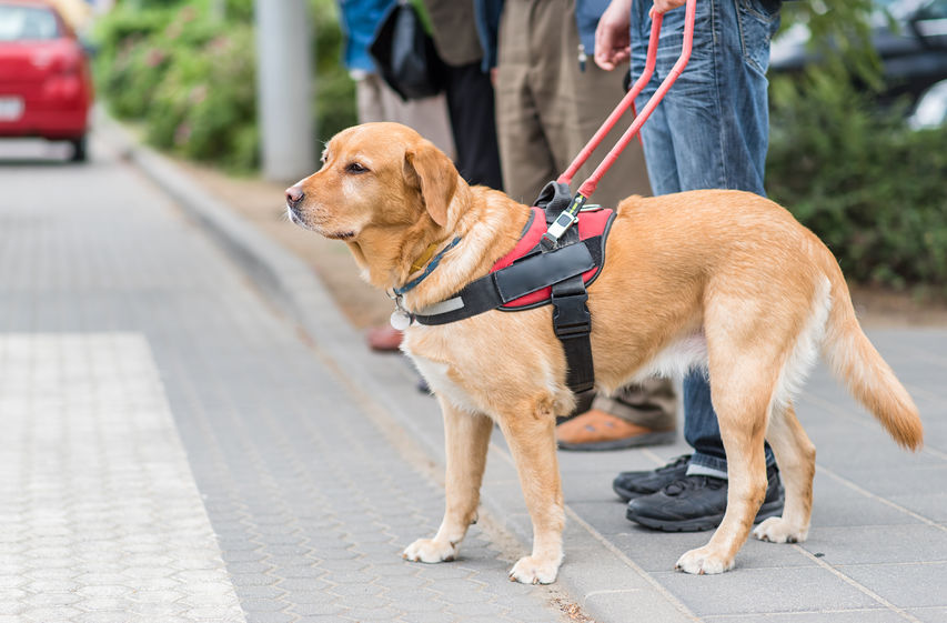 Therapy Dog Vests