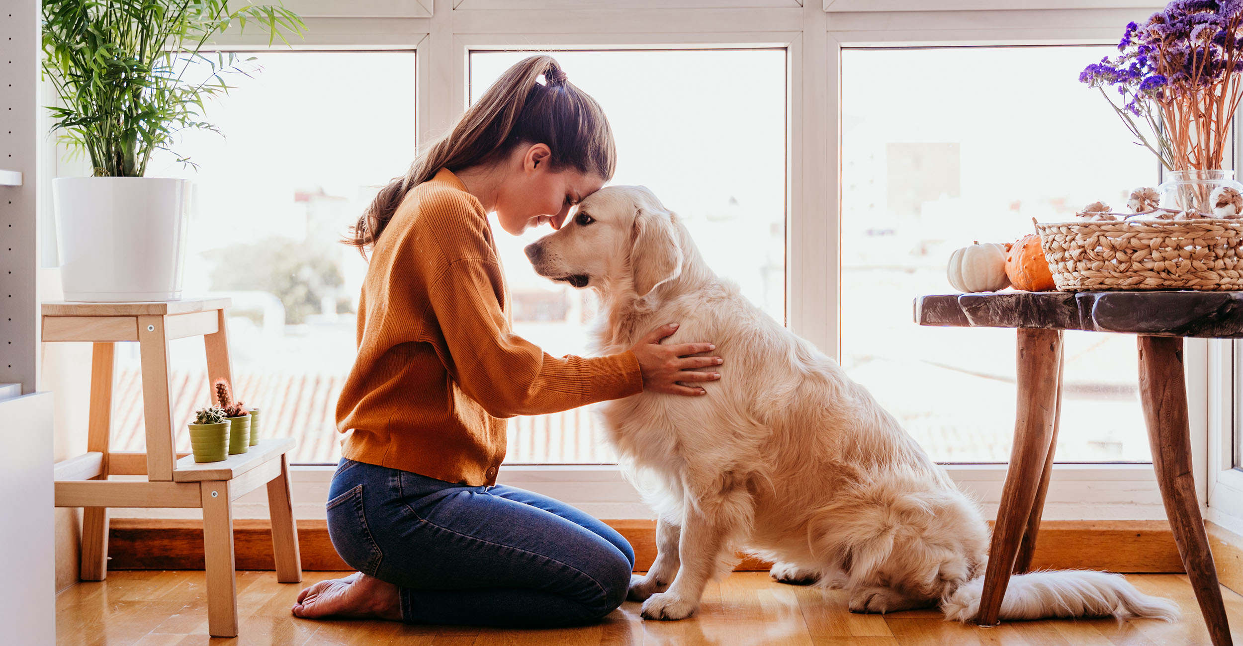 mental-health-in-dogs