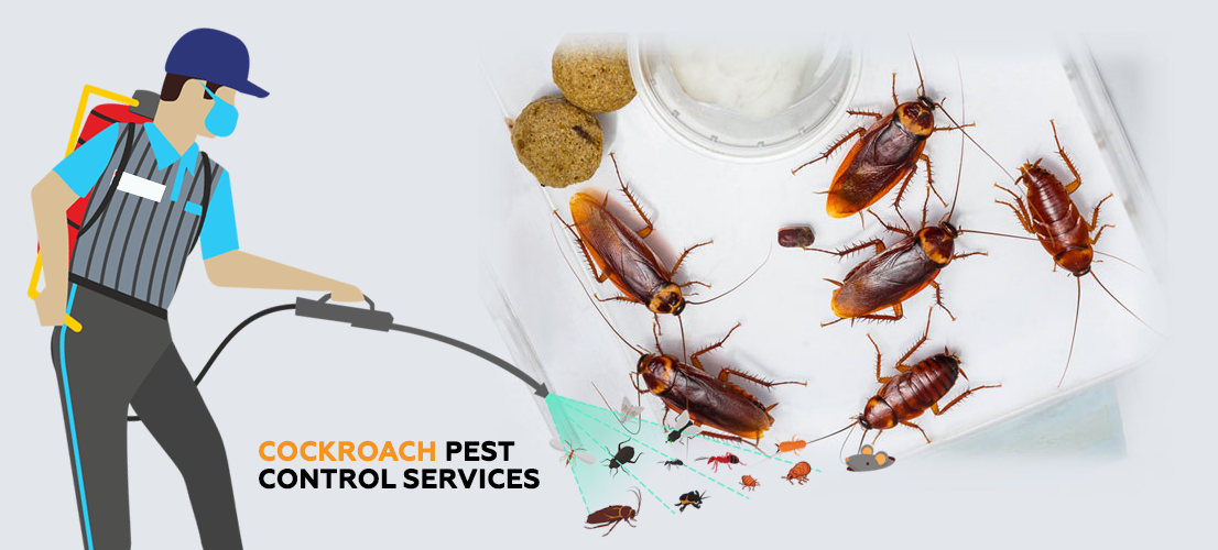 Cockroach control Perth