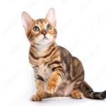 bengal kittens for sale