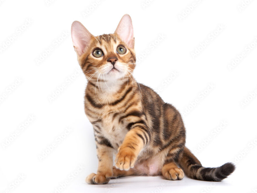 bengal kittens for sale