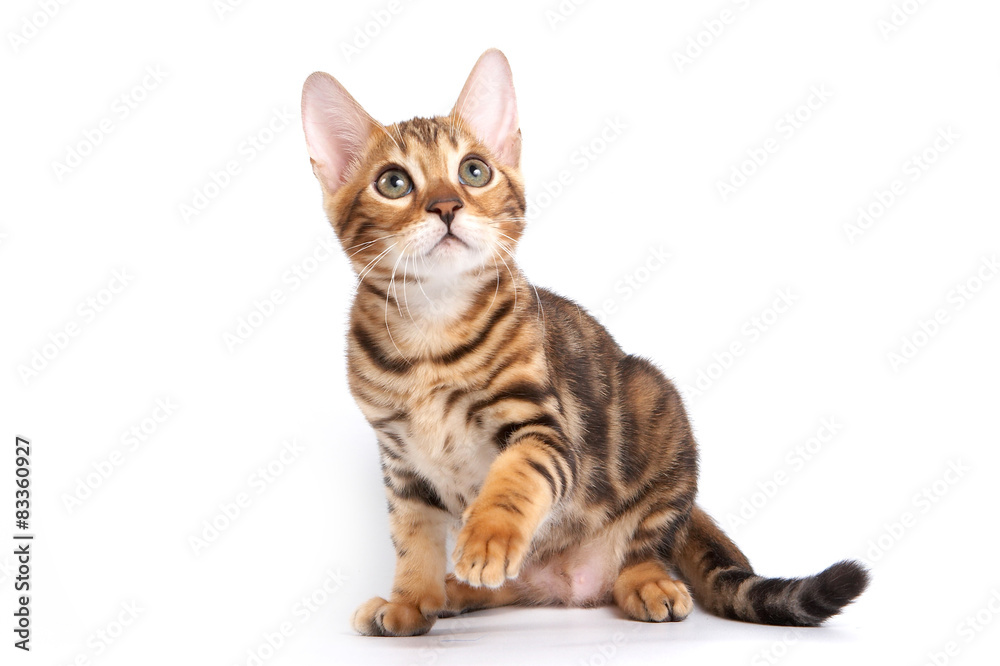 bengal kittens for sale