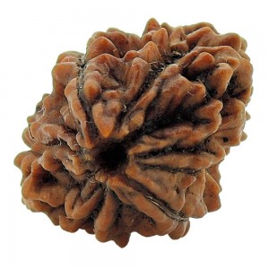 2 Mukhi Rudraksha