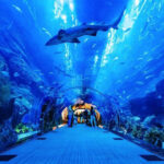 Dive into the Deep: Exploring the Wonders of Dubai Mall Aquarium