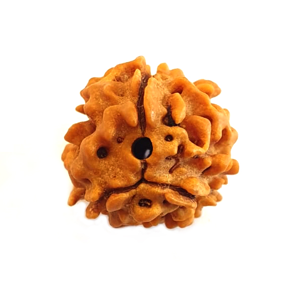 3 Mukhi Rudraksha