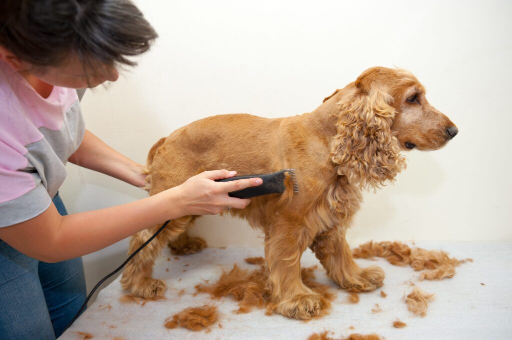 dog grooming lessons