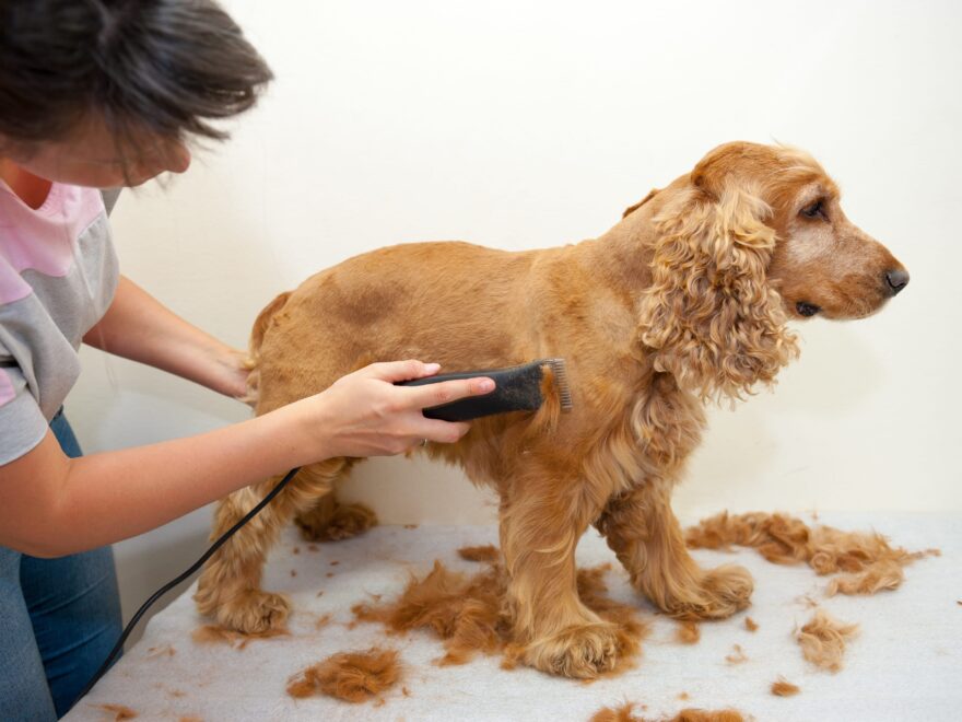 dog grooming lessons