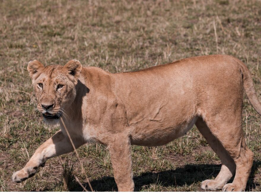 8 Days Ziwa Sanctuary Queen Elizabeth and Bwindi Safari