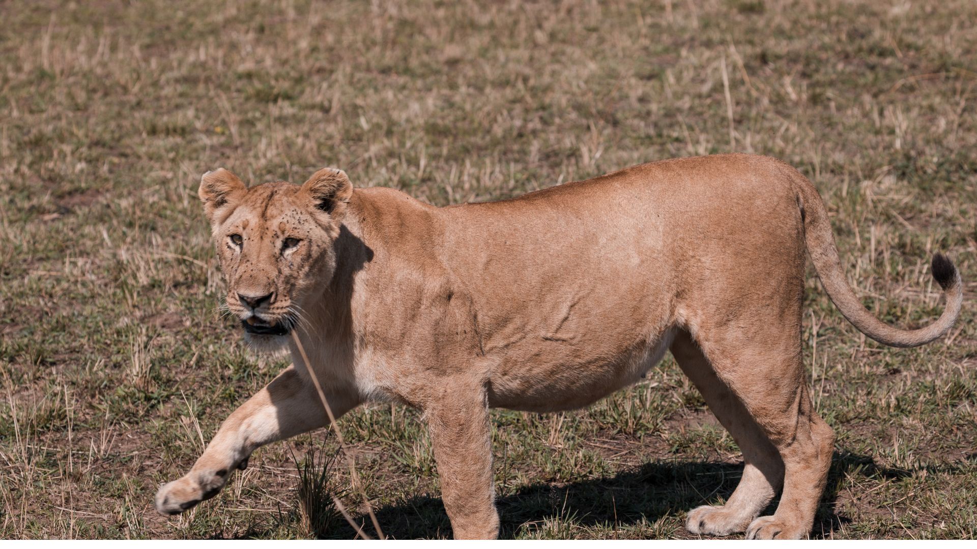 8 Days Ziwa Sanctuary Queen Elizabeth and Bwindi Safari