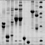 Protein Concentration Sds Page