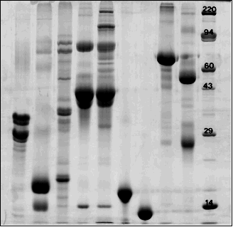 Protein Concentration Sds Page