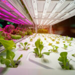 Horticulture Lighting Market