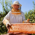 Affordable and Best Beekeeping Jackets in the USA: Protecting Beekeepers with Quality and Value