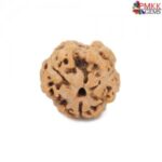 Unlock the Power of 3 Mukhi Rudraksha for Spiritual Growth and Well-Being