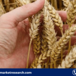 wheat seed market