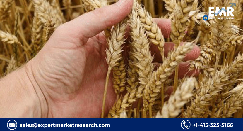 wheat seed market