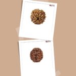 Exploring the Significance and Benefits of 3 Mukhi Rudraksha