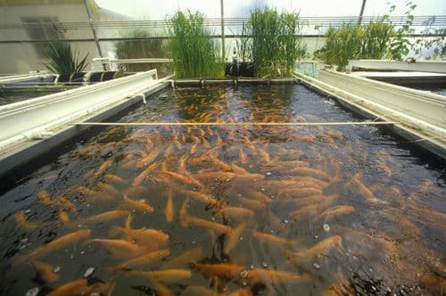 Fish Farming Market