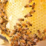 Indian Apiculture Market: Industry Trends, Share, Size 2028