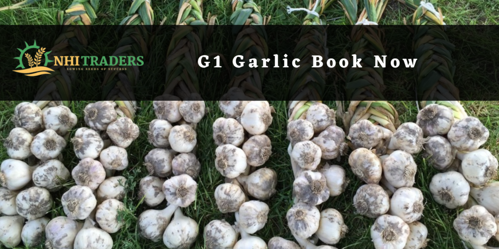 G1 Garlic, G1 Garlic price in Pakistan, G1 Garlic supplier in Pakistan, Best G1 Garlic price, High-quality G1 Garlic Seed, Buy G1 Garlic in Pakistan, G1 Garlic for sale in Pakistan, G1 Garlic seeds in Pakistan, G1 Garlic purchase online, G1 Garlic variety in Pakistan, G1 Garlic wholesale in Pakistan, G1 Garlic bulk purchase, Affordable G1 Garlic seeds, G1 Garlic sale offer, Fresh G1 Garlic seeds, NHI Traders, Agriculture