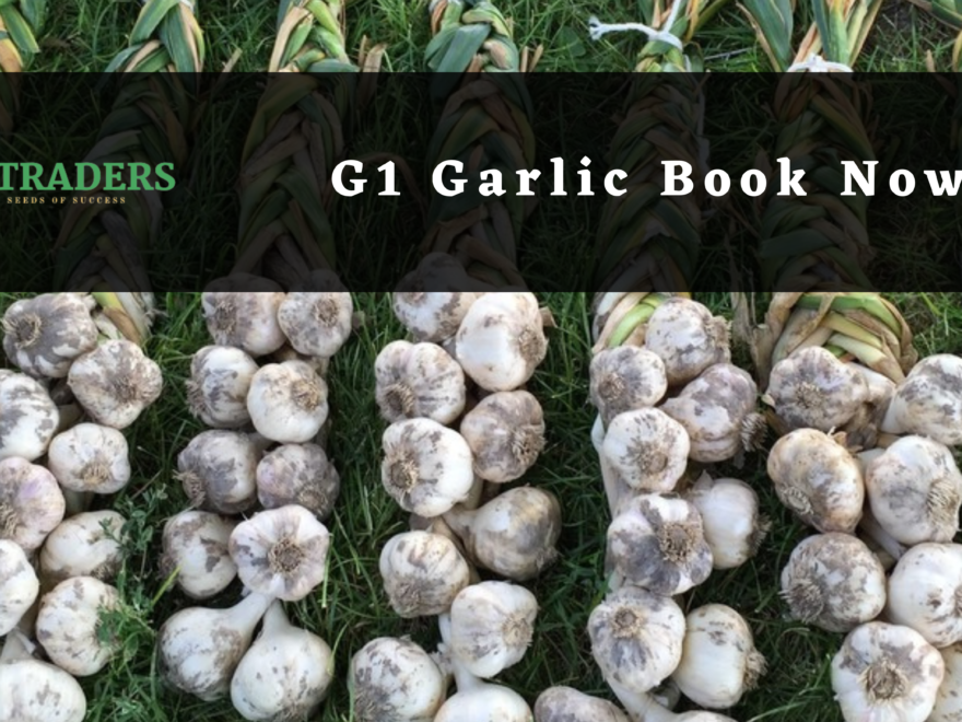 G1 Garlic, G1 Garlic price in Pakistan, G1 Garlic supplier in Pakistan, Best G1 Garlic price, High-quality G1 Garlic Seed, Buy G1 Garlic in Pakistan, G1 Garlic for sale in Pakistan, G1 Garlic seeds in Pakistan, G1 Garlic purchase online, G1 Garlic variety in Pakistan, G1 Garlic wholesale in Pakistan, G1 Garlic bulk purchase, Affordable G1 Garlic seeds, G1 Garlic sale offer, Fresh G1 Garlic seeds, NHI Traders, Agriculture