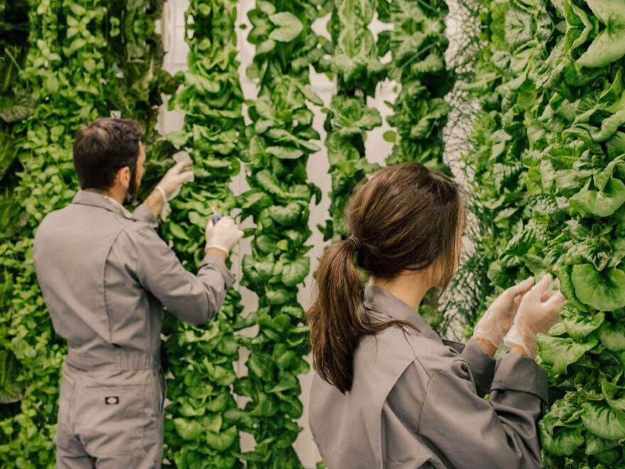 Vertical Farming Market