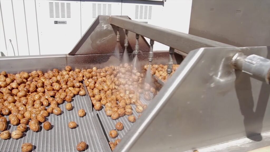 Walnut Processing Plant Project Report 2023: Manufacturing Process, Plant Setup and Business Plan 2028