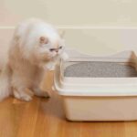 odor-free cat litter