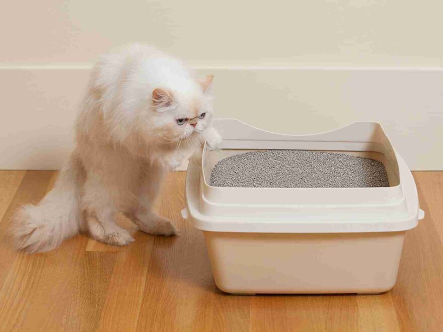 odor-free cat litter