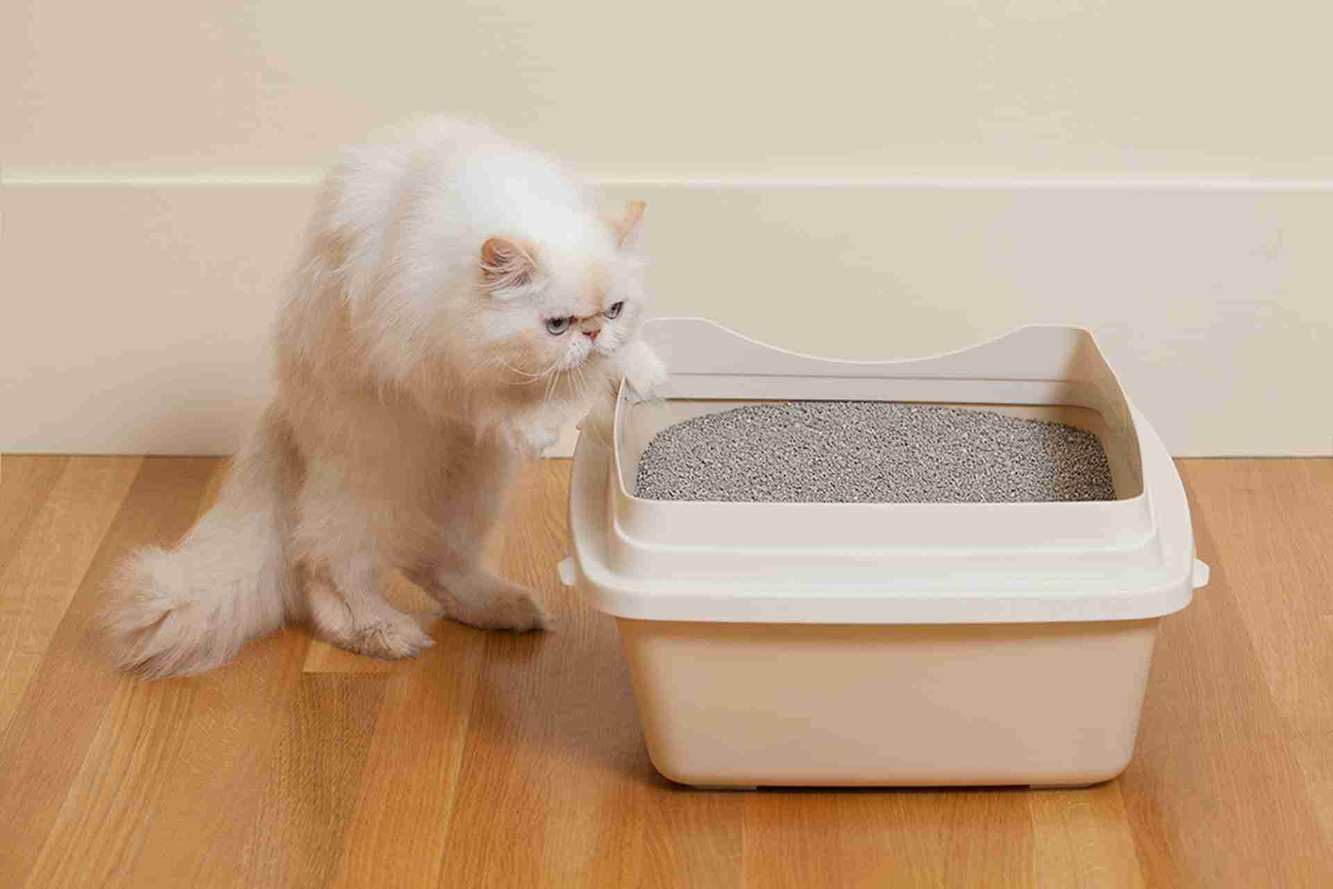 odor-free cat litter