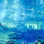 Explore the beauty of dubai aquarium & underwater zoo