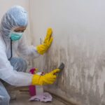 mold repair company