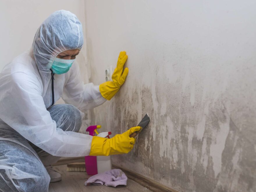 mold repair company