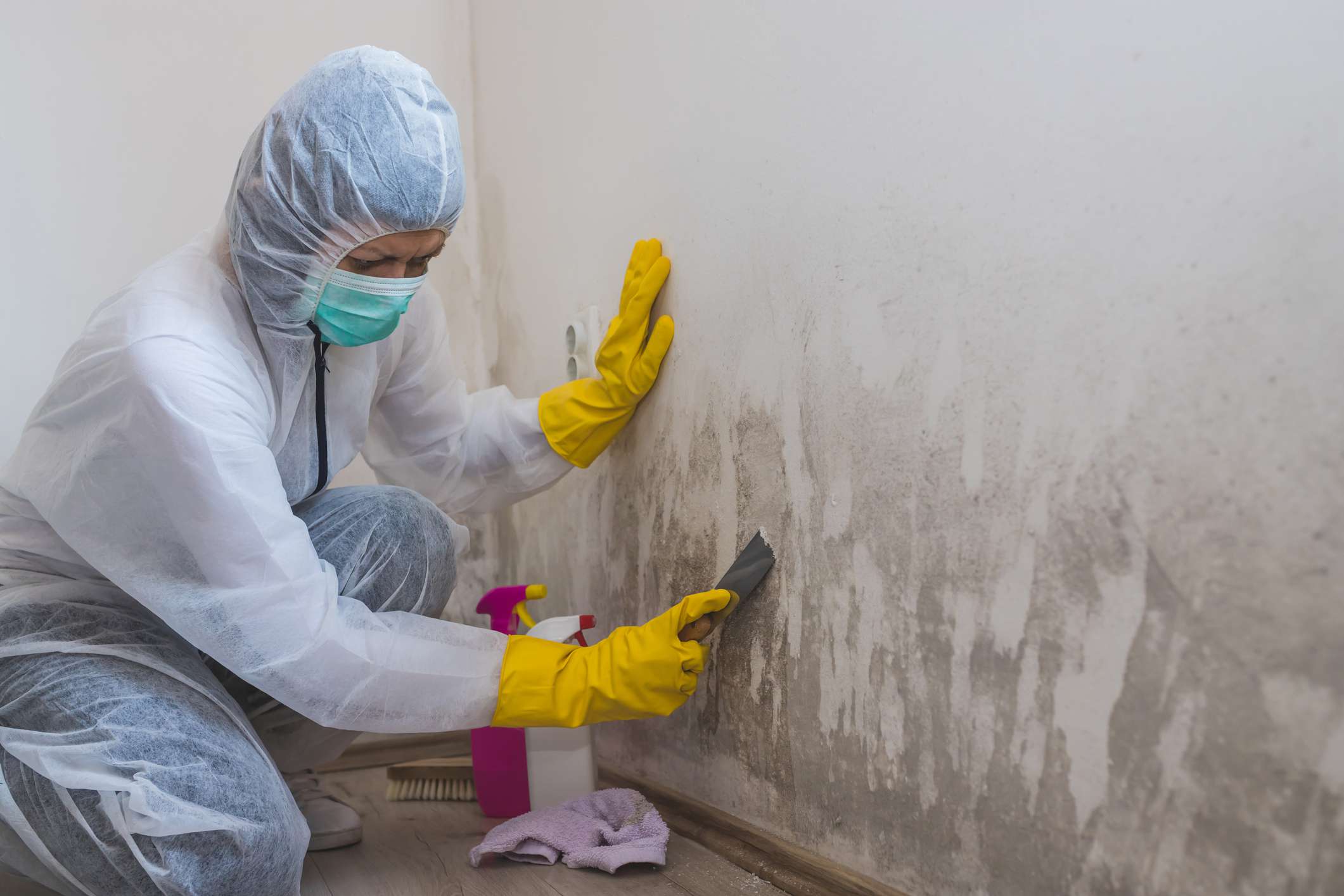 mold repair company