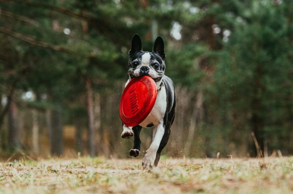 Collars Unleashed: Understanding Dog Collar Options