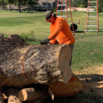 Commercial Tree Services