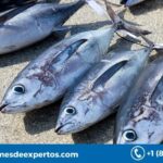 Global Tuna Market