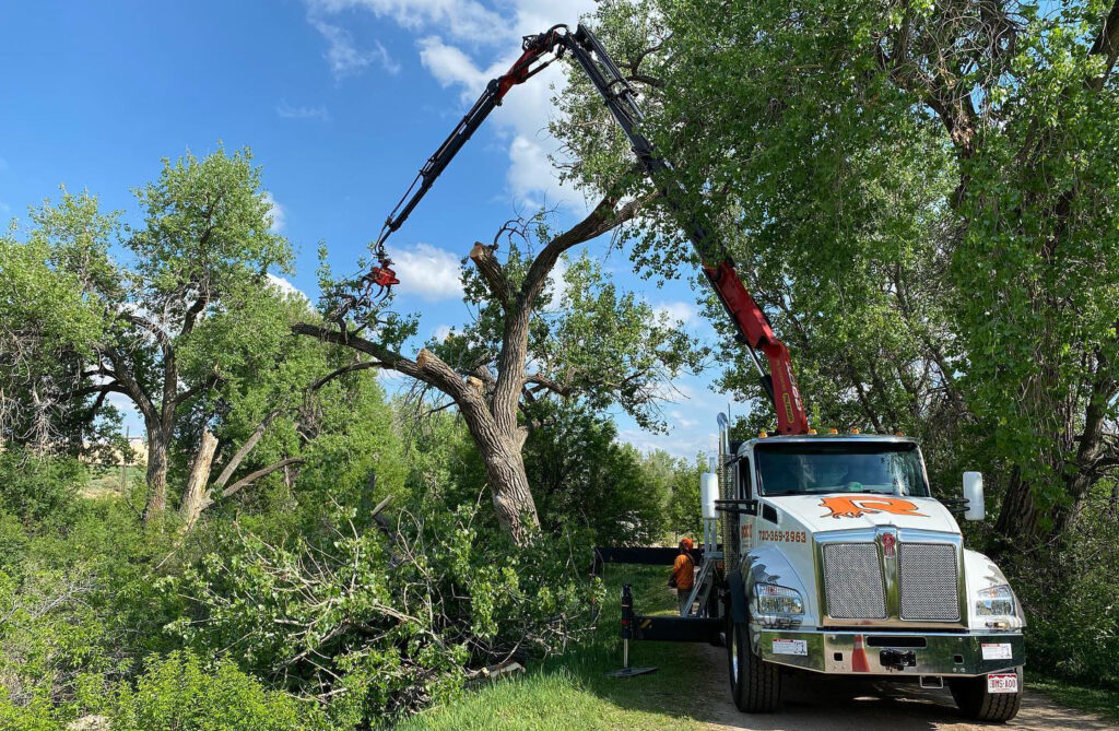 Oklahoma City Tree Service