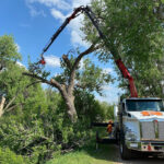 Oklahoma City Tree Service