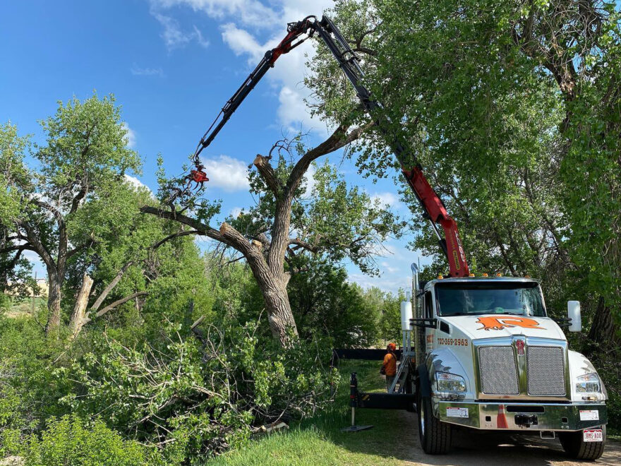 Oklahoma City Tree Service