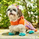 Pet Clothing Market Share, Size, Growth, Opportunity and Forecast 2023-2028