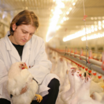 Poultry Vaccines Market