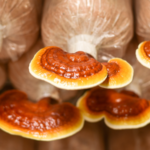 Reishi Mushroom Market