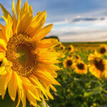 Beautiful Sunflower to Send as a Gift