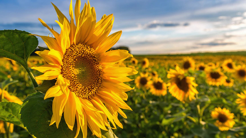 Beautiful Sunflower to Send as a Gift