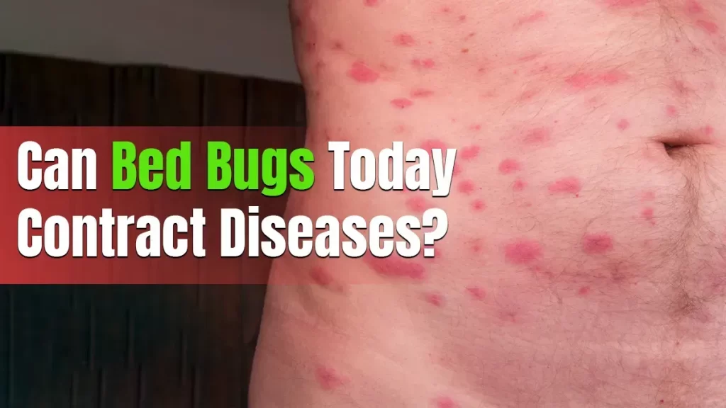 Can Bed Bugs Today Contract Diseases