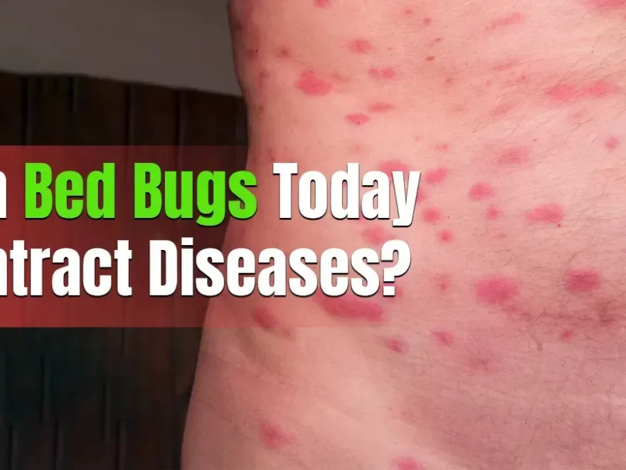 Can Bed Bugs Today Contract Diseases